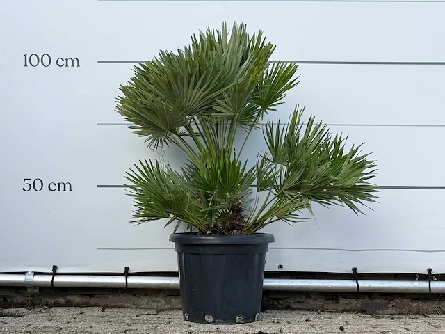 Europese dwergpalm vulcano - chamaerops vulcano - hoogte ca. 100 cm - afbeelding 1 van  3