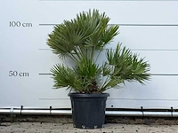 Europese dwergpalm vulcano - chamaerops vulcano - hoogte ca. 100 cm