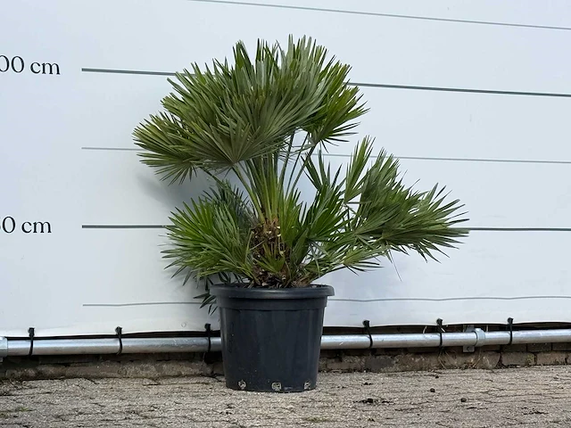 Europese dwergpalm vulcano - chamaerops vulcano - hoogte ca. 100 cm - afbeelding 2 van  3