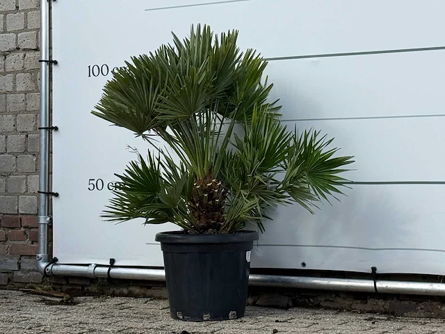 Europese dwergpalm vulcano - chamaerops vulcano - hoogte ca. 100 cm - afbeelding 3 van  3