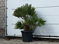Europese dwergpalm vulcano - chamaerops vulcano - hoogte ca. 100 cm - afbeelding 3 van  3