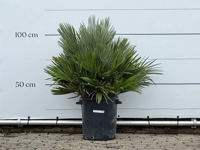 Europese dwergpalm vulcano - chamaerops vulcano - hoogte ca. 110 cm - afbeelding 1 van  4