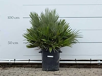 Europese dwergpalm vulcano - chamaerops vulcano - hoogte ca. 110 cm
