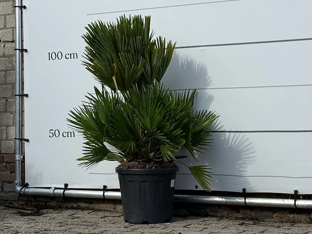 Europese dwergpalm vulcano - chamaerops vulcano - hoogte ca. 110 cm - afbeelding 1 van  3