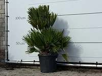 Europese dwergpalm vulcano - chamaerops vulcano - hoogte ca. 110 cm