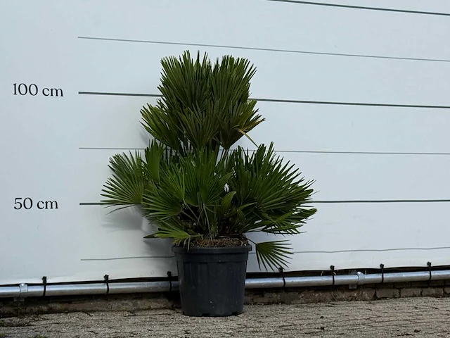 Europese dwergpalm vulcano - chamaerops vulcano - hoogte ca. 110 cm - afbeelding 2 van  3