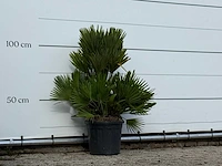 Europese dwergpalm vulcano - chamaerops vulcano - hoogte ca. 110 cm - afbeelding 2 van  3