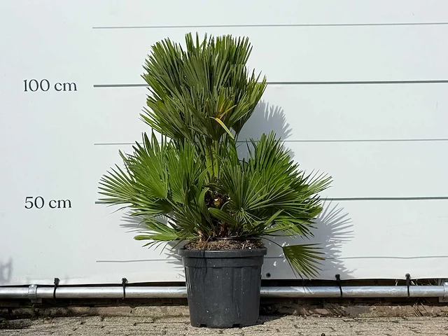 Europese dwergpalm vulcano - chamaerops vulcano - hoogte ca. 110 cm - afbeelding 3 van  3