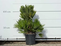 Europese dwergpalm vulcano - chamaerops vulcano - hoogte ca. 110 cm - afbeelding 3 van  3