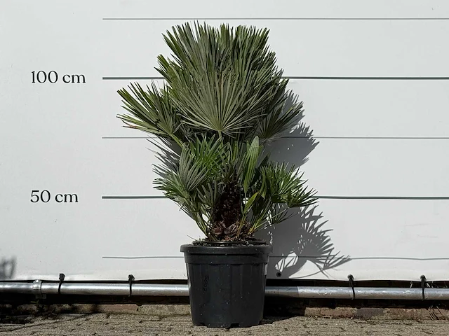 Europese dwergpalm vulcano - chamaerops vulcano - hoogte ca. 110 cm - afbeelding 1 van  3