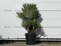 Europese dwergpalm vulcano - chamaerops vulcano - hoogte ca. 110 cm