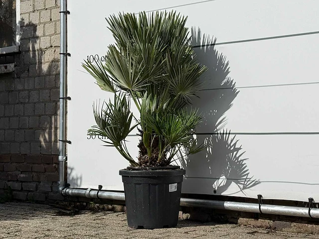 Europese dwergpalm vulcano - chamaerops vulcano - hoogte ca. 110 cm - afbeelding 2 van  3