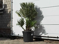 Europese dwergpalm vulcano - chamaerops vulcano - hoogte ca. 110 cm - afbeelding 2 van  3