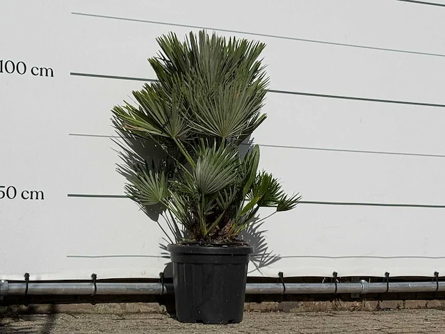 Europese dwergpalm vulcano - chamaerops vulcano - hoogte ca. 110 cm - afbeelding 3 van  3