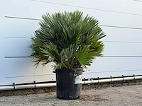 Europese dwergpalm vulcano xl - chamaerops vulcano - hoogte ca. 100 cm - afbeelding 3 van  3