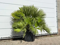Europese dwergpalm vulcano xl - chamaerops vulcano - hoogte ca. 90 cm
