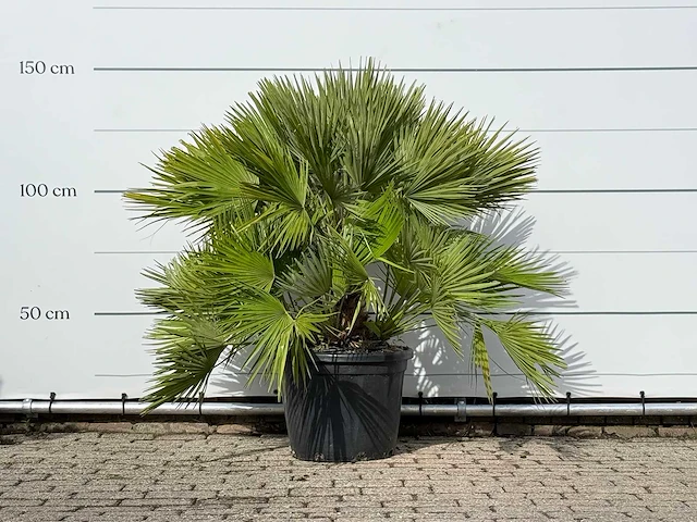 Europese dwergpalm vulcano xl - chamaerops vulcano - hoogte ca. 90 cm - afbeelding 2 van  3