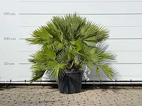 Europese dwergpalm vulcano xl - chamaerops vulcano - hoogte ca. 90 cm - afbeelding 2 van  3