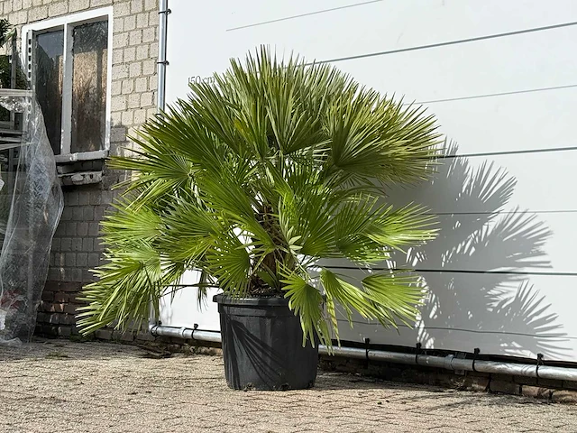 Europese dwergpalm vulcano xl - chamaerops vulcano - hoogte ca. 90 cm - afbeelding 3 van  3