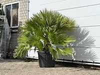 Europese dwergpalm vulcano xl - chamaerops vulcano - hoogte ca. 90 cm - afbeelding 3 van  3