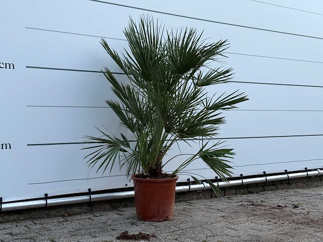 Europese dwergpalm xl - chamaerops humilis - hoogte ca. 130 cm - afbeelding 2 van  4