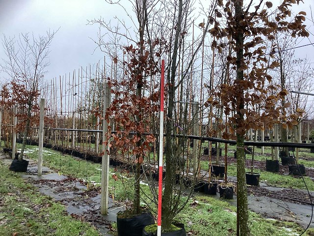 Europese hopbeuk - laanboom - afbeelding 1 van  3