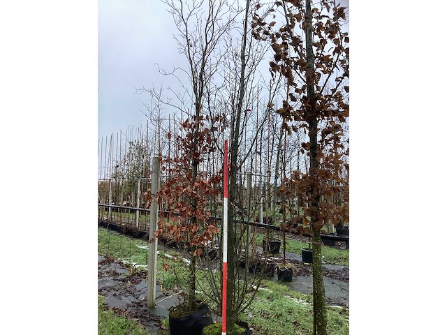 Europese hopbeuk - laanboom - afbeelding 2 van  3