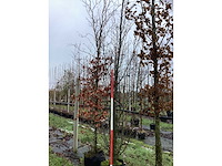 Europese hopbeuk - laanboom - afbeelding 2 van  3