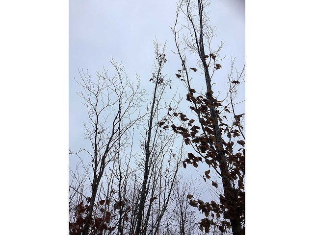 Europese hopbeuk - laanboom - afbeelding 3 van  3