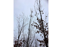 Europese hopbeuk - laanboom - afbeelding 3 van  3