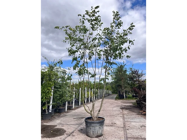 Europese hopbeuk, ostrya carpinifolia, meerstammig, ca. 3.5-4 m hoog - afbeelding 1 van  2