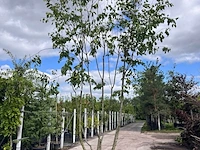 Europese hopbeuk, ostrya carpinifolia, meerstammig, ca. 3.5-4 m hoog