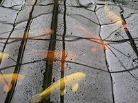 Executieveiling: koikarpers, gereedschap en vijverbenodigdheden