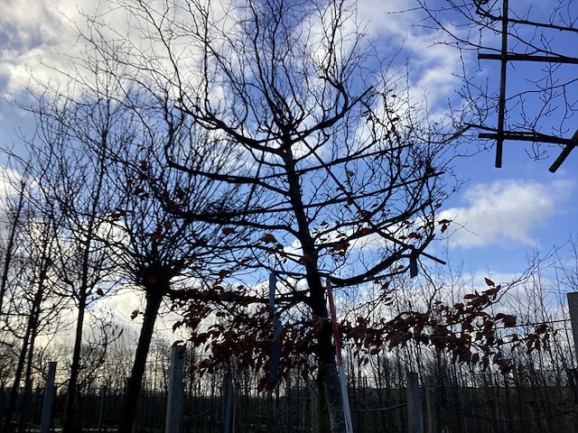 Fagus sylvatica - leiboom - afbeelding 1 van  2