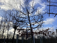 Fagus sylvatica - leiboom - afbeelding 1 van  2