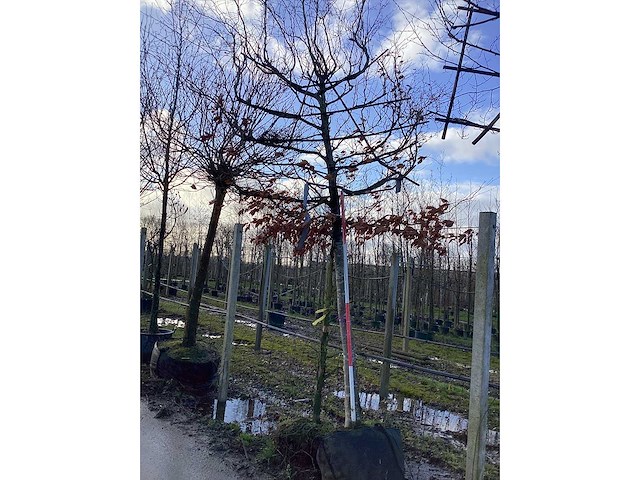 Fagus sylvatica - leiboom - afbeelding 2 van  2