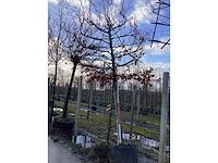 Fagus sylvatica - leiboom - afbeelding 2 van  2