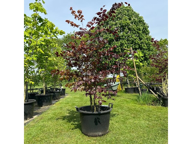 Fagus sylvatica atropunicea (rode beuk) - afbeelding 1 van  2