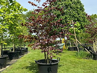 Fagus sylvatica atropunicea (rode beuk) - afbeelding 1 van  2