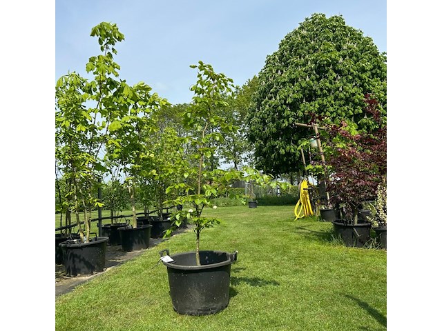 Fagus sylvatica atropunicea (rode beuk) - afbeelding 1 van  2