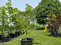 Fagus sylvatica atropunicea (rode beuk) - afbeelding 1 van  2
