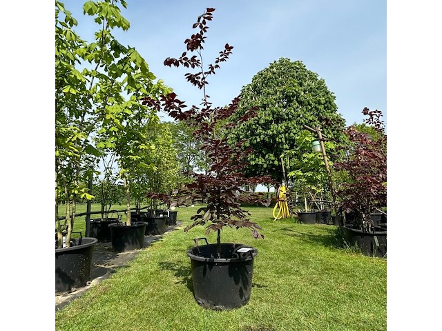 Fagus sylvatica atropunicea (rode beuk) - afbeelding 1 van  2
