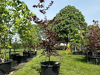 Fagus sylvatica atropunicea (rode beuk) - afbeelding 1 van  2