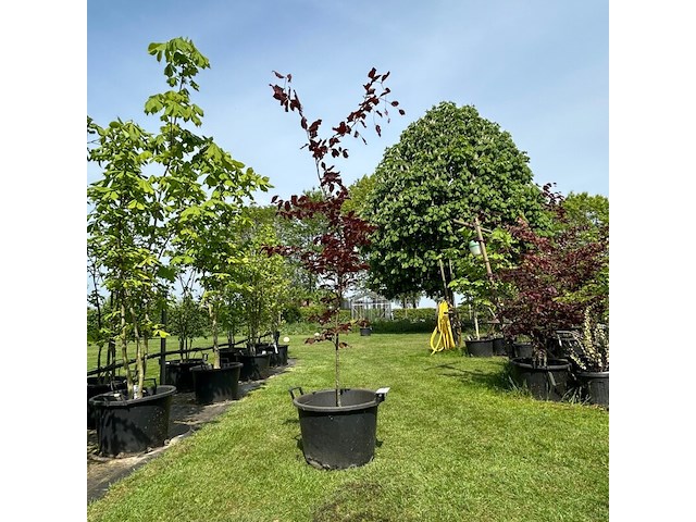 Fagus sylvatica atropunicea (rode beuk) - afbeelding 1 van  2