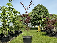 Fagus sylvatica atropunicea (rode beuk) - afbeelding 1 van  2
