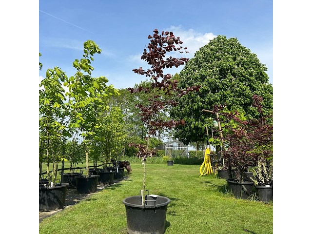 Fagus sylvatica atropunicea (rode beuk) - afbeelding 1 van  2