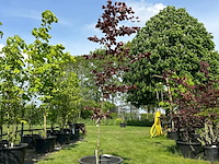 Fagus sylvatica atropunicea (rode beuk) - afbeelding 1 van  2