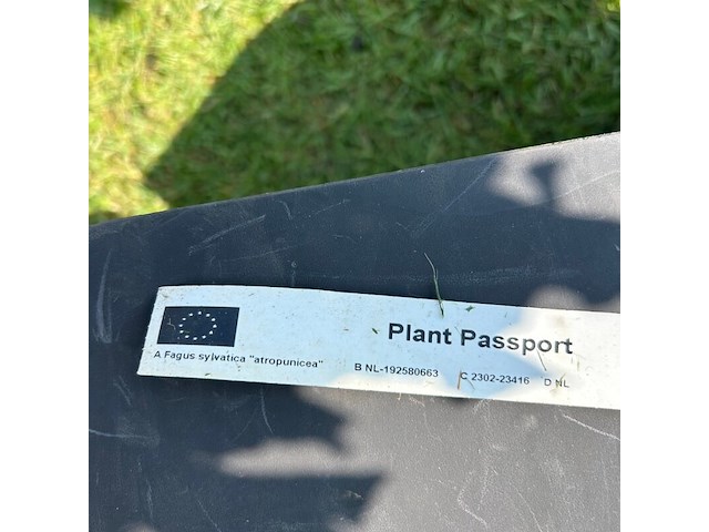 Fagus sylvatica atropunicea (rode beuk) - afbeelding 2 van  2