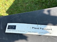 Fagus sylvatica atropunicea (rode beuk) - afbeelding 2 van  2