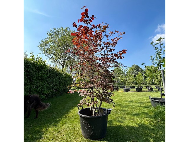 Fagus sylvatica atropunicea (rode beuk) - afbeelding 1 van  2
